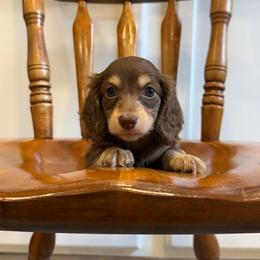 Wren - Chocolate and cream female Dachshund puppy in Squires, Missouri from Hudson’s Hounds