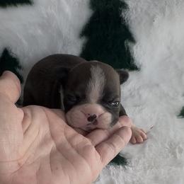 Girl 1 - Black and white female Boston Terrier puppy in Eight Mile, Alabama from Bishop's Bostons