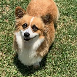 Penny - Pembroke Welsh Corgi