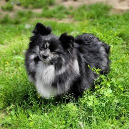 Gypsy - Pomeranian