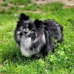 Gypsy - Pomeranian