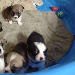 American Corgi and Pembroke Welsh Corgi Puppies from J&T Turnbull Corgis