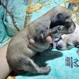 Cream Female - Cream female Dachshund puppy in Umatilla County, Oregon from Divine Dogs