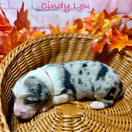 Cindy Lou - Black tri-color female Australian Shepherd puppy in Howardsville, Virginia from Spectacular Aussies and Cavaliers