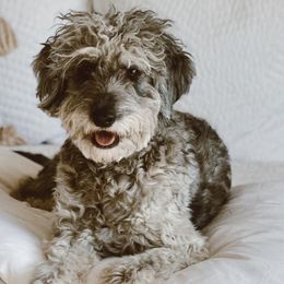 Junie - Goldendoodle