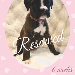 Cher - Brindle female Boxer puppy in Brownsville, Oregon from Vincent's Pride Boxers ~ Dudley's Dream Boxers