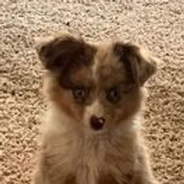 Australian Shepherds and Shih Tzus from M & J  Kennels