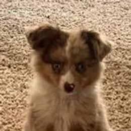 Australian Shepherds and Shih Tzus from M & J  Kennels