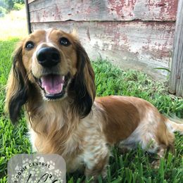 Levi - Dachshund