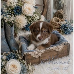 Maverick - Red tri-color male Australian Shepherd puppy in Albany, Kentucky from Blue Ridge