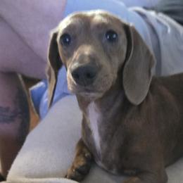 JoJo - Dachshund