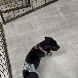 Boy 1 - Black roan male German Shorthaired Pointer puppy in Philomath, Oregon from Calvert Kennels