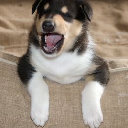 Collie Puppies from Thorndale Collies
