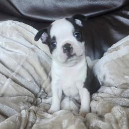 Pearl - Black brindle and white female Boston Terrier puppy in Leola, Pennsylvania from Edna's Homegrown Bullies