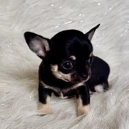 Amanda - Black and tan female Chihuahua puppy in Allentown, Pennsylvania from Tsunami Cockers & Chihuahuas