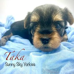 Taka - Black and tan female Yorkshire Terrier puppy in Rio, Illinois from Sunny Sky Yorkies