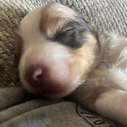 Girl 1 - female Miniature American Shepherd puppy in Colorado Springs, Colorado from Valkyrie Adventures
