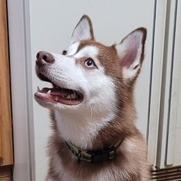 Meeko - Pomsky