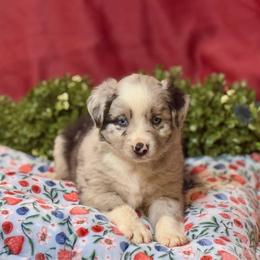 Flash - Blue merle male Australian Shepherd puppy in California from Eagle River Aussies