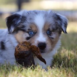 Lady - Blue merle female Australian Shepherd puppy in Weatherford, Texas from Ridgestar Aussies