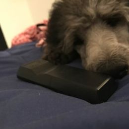 Poodle Puppies from Myka and Lisa’s Coast to Coast Poodles