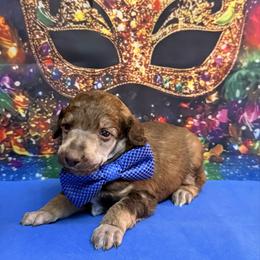 Blue - Sable male Poodle puppy in Houma, Louisiana from Smart Azz Poodles