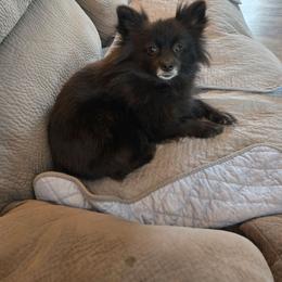 Jynx - Pomeranian