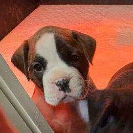 Pink collar girl - Brindle female Boxer puppy in East Longmeadow, Massachusetts from Boxer Bliss