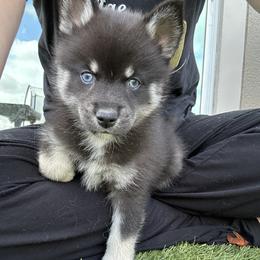 Fang - Wolf sable male Pomsky puppy in Pasco County, Florida from Pomsky Hills