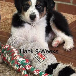 Australian Shepherd Puppies from Abigail’s Angels Australian Shepherds