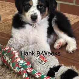 Australian Shepherd Puppies from Abigail’s Angels Australian Shepherds