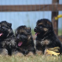German Shepherd Puppies from Haus Godwin