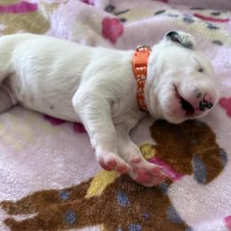 Chedder - White and black male Dalmatian puppy in Hastings, Florida from Love My Spotty Dalmatians