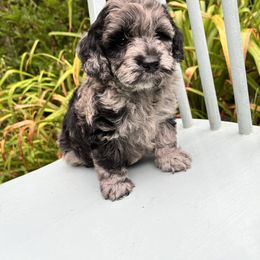 Goldendoodle and Golden Retriever Puppies from Darling Doodles of Licking County