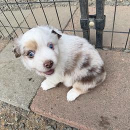 Miracle - Red merle female Miniature American Shepherd puppy in Florence, Oregon from NW Aloha Miniature American Shepherds