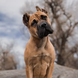 Athena - Cane Corso