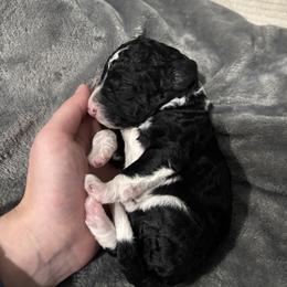 Hunk - White and black male Bordoodle puppy in Indianapolis, Indiana from Indiana Bordoodles