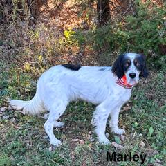 Marley - English Setter