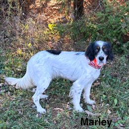 Marley - English Setter