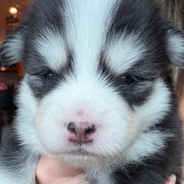 Bearie - Black and white female Pomsky puppy in Mc Minnville, Oregon from West Coast Pomskies