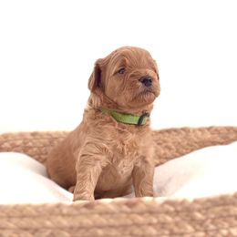 Goldendoodle Puppies from Indy Goldendoodles