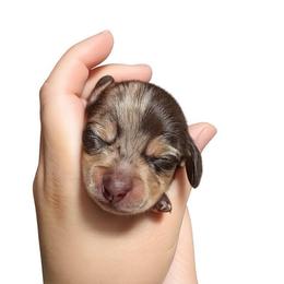Winston - Dapple male Dachshund puppy in El Cajon, California from Lisa Buxton