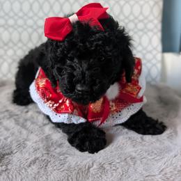Goldendoodle and Shihpoo Puppies from Bellady's Shihpoos