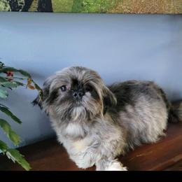Skyler - Shih Tzu