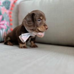 Dachshund Puppies from Dachshundly Perfect