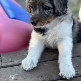 Aussiedoodle Puppies from A Dose Of Doodle