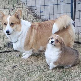 Lucy - Pembroke Welsh Corgi