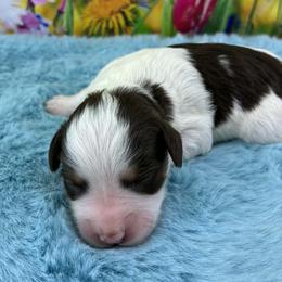 Hersey - Parti male Miniature Schnauzer puppy in Sylvania, Georgia from Southern Sky Miniature Schnauzers