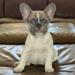 Billie or Billie Blue - Blue fawn female French Bulldog puppy in Roseville, California from Fiddyment Farm Frenchies