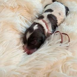 Lily - Merle female Labradoodle puppy in Bryantown, Maryland from Doodles on Duty